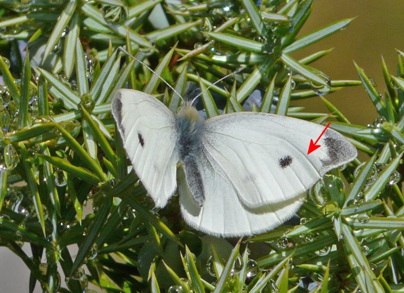 Pieris mannii?